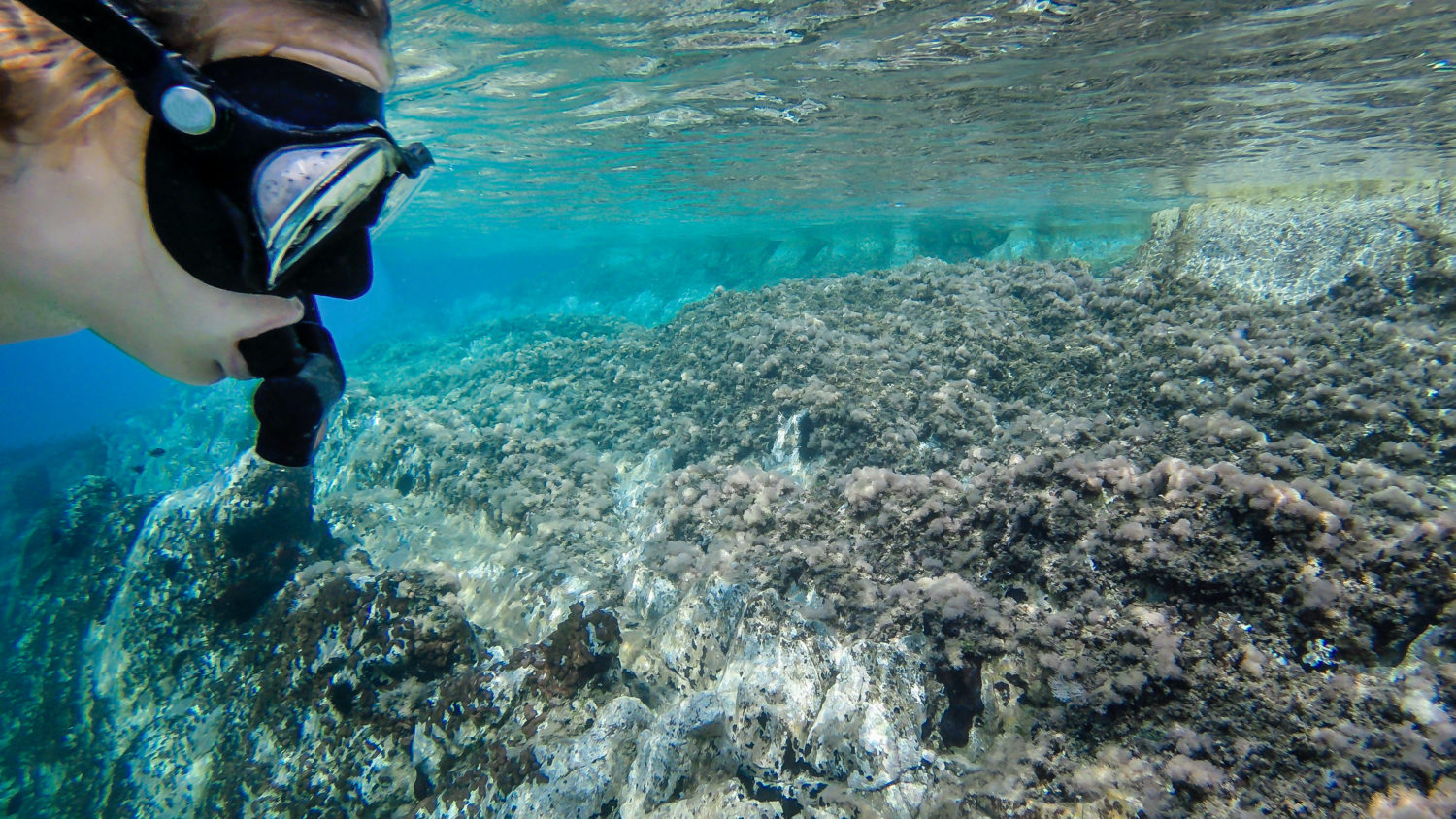 A girl snorkelling in the sea and look at interesting underwater plants and corals on the rock